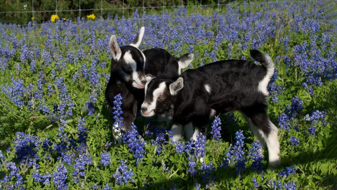 The One Health Concept: Bringing Together Human and Animal Health for New Solutions (Round 12)