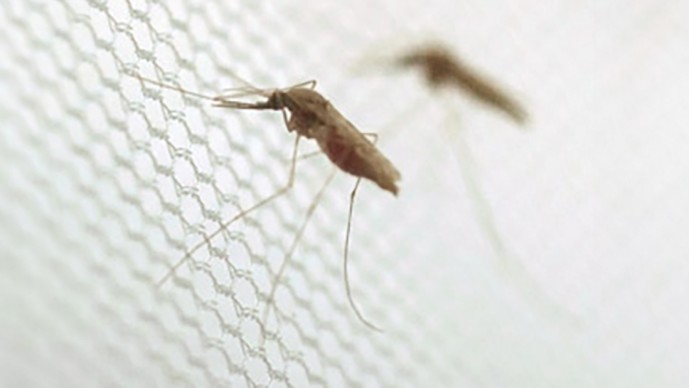 Develop a Chemical Strategy to Deplete or Incapacitate a Disease-transmitting Insect Population