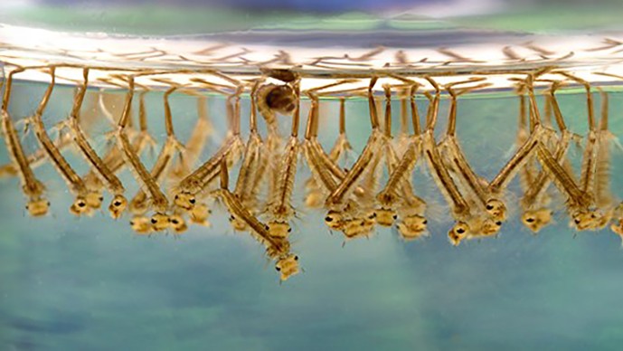 Create New Tools to Accelerate the Eradication of Malaria (Round 3)