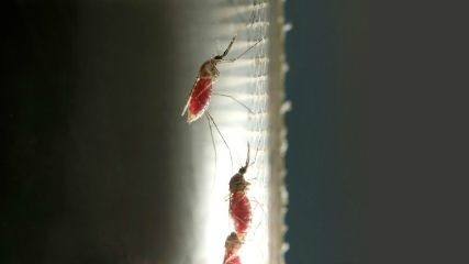 Malaria_Gevoed.61342ef4.jpg