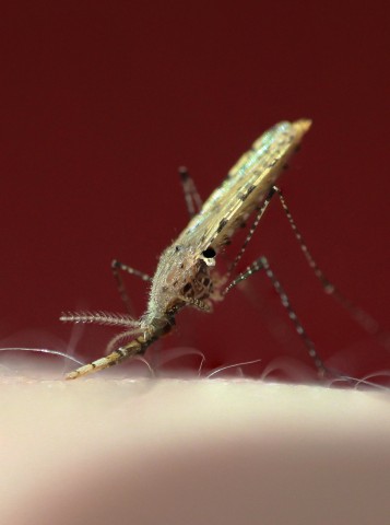 Malaria Transmission