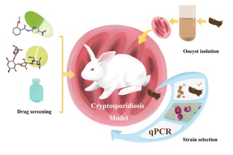 Cryptosporidium Infection