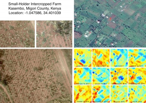 Crop Disease Surveillance