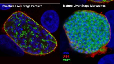 Testing Anti-malarial Compounds: Screening for Drugs that Kill Liver-Stage Malaria Parasites Testing Anti-malarial Compounds: Screening for Drugs that Kill Liver-Stage Malaria Parasites