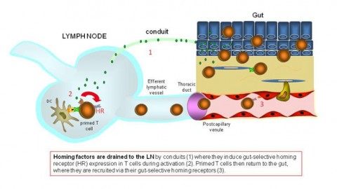 Vaccines that Generate Site Specific Immunity