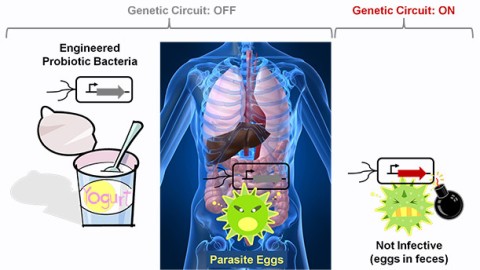 New Approaches to Neglected Tropical Diseases: Using Probiotics to Kill Parasite Eggs