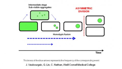 Researching How Latent Tuberculosis Works