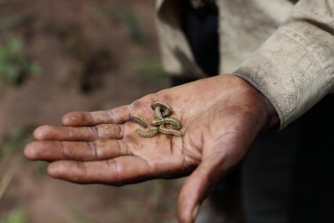 Crop Disease Surveillance