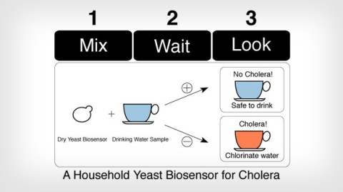 Synthetic Biology: A Household Biosensor for Cholera Synthetic Biology: A Household Biosensor for Cholera