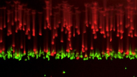 Cell Phone Health Applications: Creating A Magnetic Malaria Diagnostic Tool